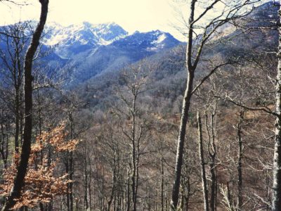Vista d’archivu del monte de Peloño, con árboles y montañes al fondu