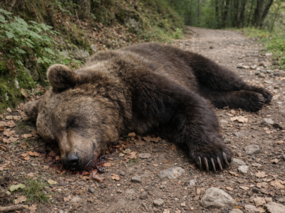 En balmonte persiguen les investigaciones pola muerte d'un osu pardu l'añu pasáu