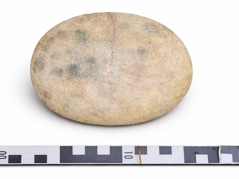 Regodón pintáu d’ésitu aziliense atopáu xunto a un dolme en Ribedeva n’Asturies, con cinta de medir pa documentar les sos dimensiones.