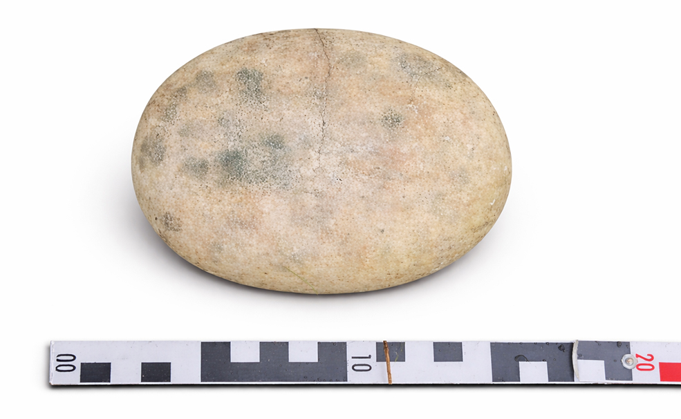 Regodón pintáu d’ésitu aziliense atopáu xunto a un dolme en Ribedeva n’Asturies, con cinta de medir pa documentar les sos dimensiones.