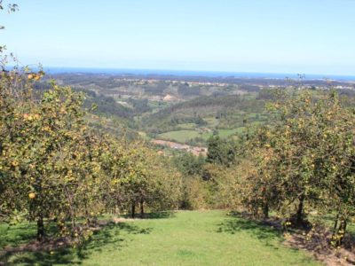 Pumarada tradicional con vistes a la costa asturiana