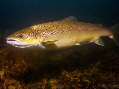 Salmón nadando baxo l’agua nun ríu