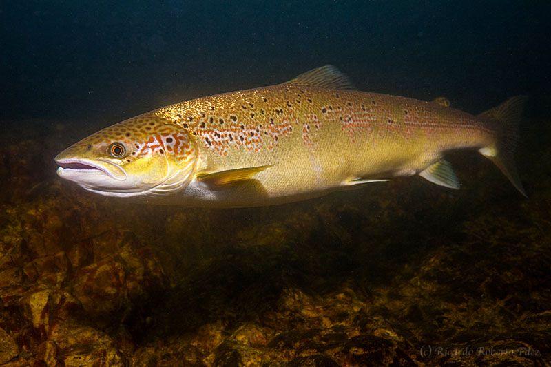 Salmón nadando baxo l’agua nun ríu