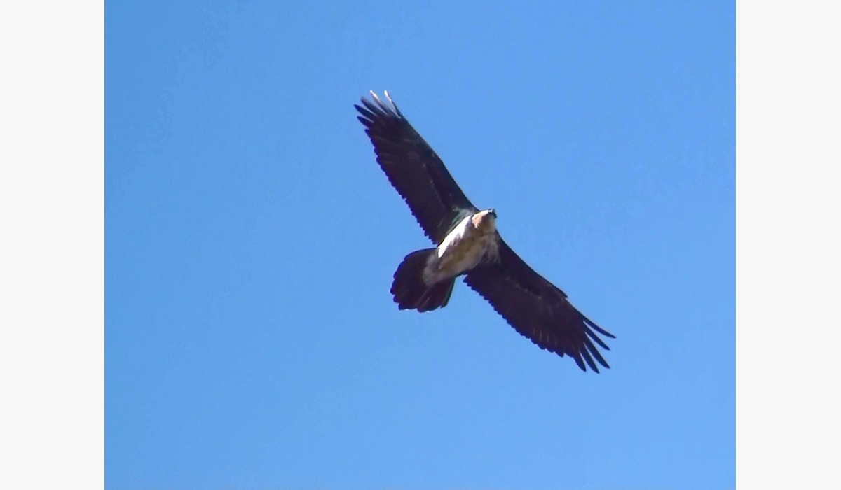 Quebrantagüesos adultu, Gypaetus barbatus, volando sobre un paisaxe de montaña.
