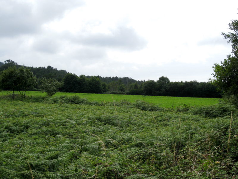 La turbera de Las Dueñas, en Cuideiru, nuna semeya de 2008.