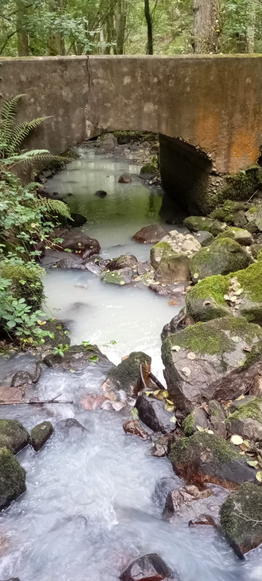 Agua blanquecina nel calce del ríu Nonaya, ente piedres y vexetación.