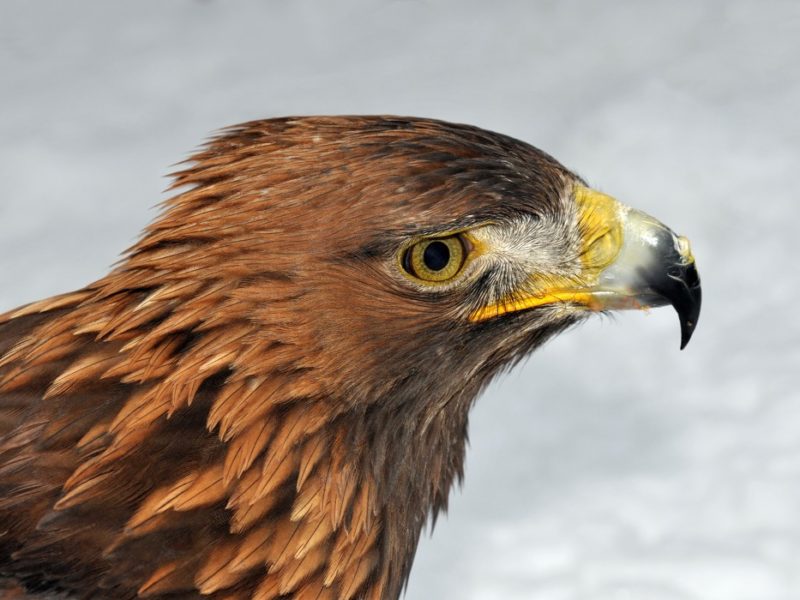 Águila real, Aquila chrysaetos; retratu ilustrativu de la especie.