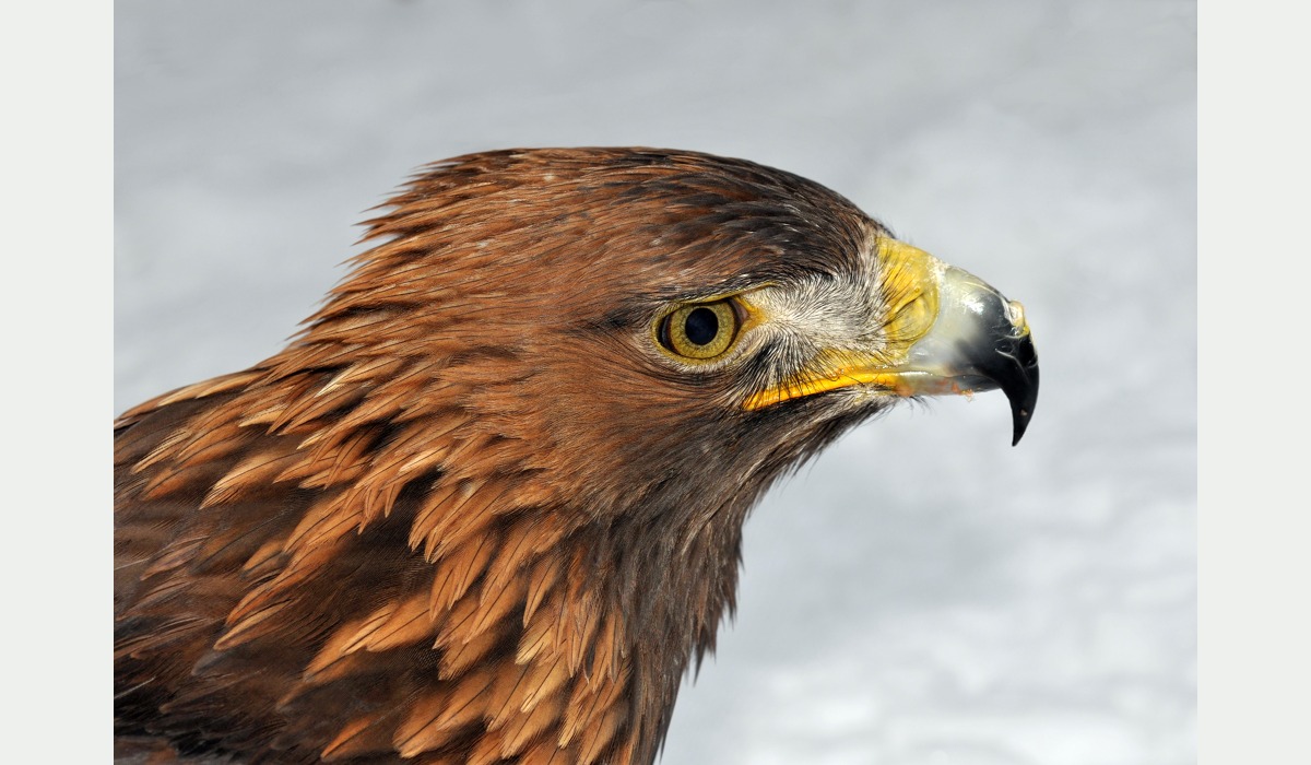 Águila real, Aquila chrysaetos; retratu ilustrativu de la especie.