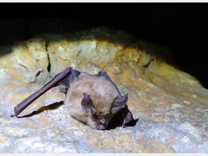 Esperteyu grande de ferradura, Rhinolophus ferrumequinum, fotografiáu en Gloucestershire; ilustración de la especie.