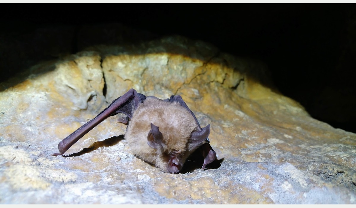 Esperteyu grande de ferradura, Rhinolophus ferrumequinum, fotografiáu en Gloucestershire; ilustración de la especie.
