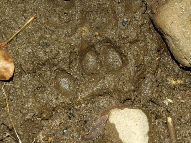 Rastros de llondra, Lutra lutra, nel ríu Porma, Lleón; ilustración de la especie.