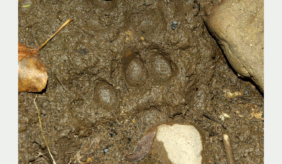 Rastros de llondra, Lutra lutra, nel ríu Porma, Lleón; ilustración de la especie.