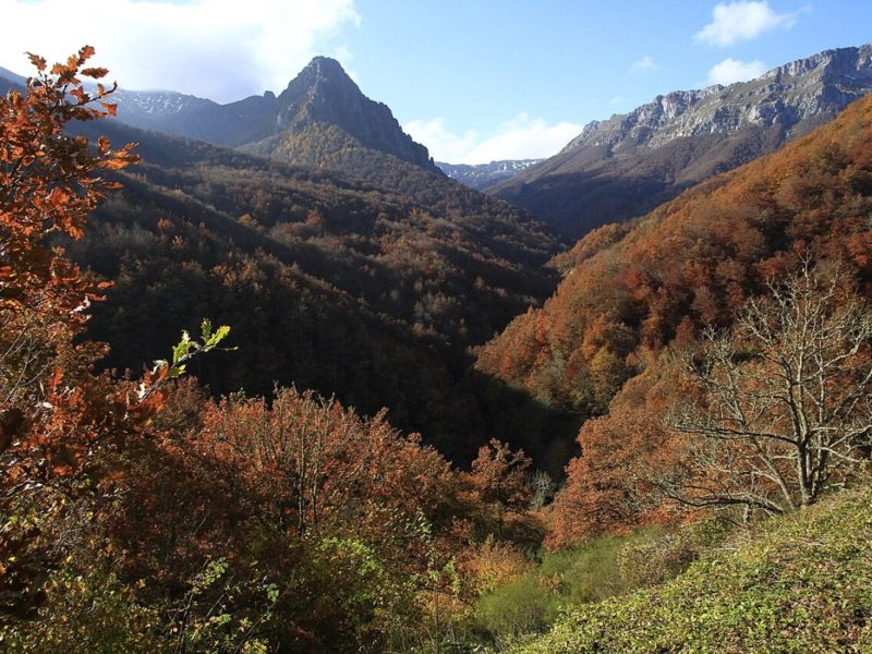 Paisaxe de montaña y arboláu nel Parque Natural de Redes.