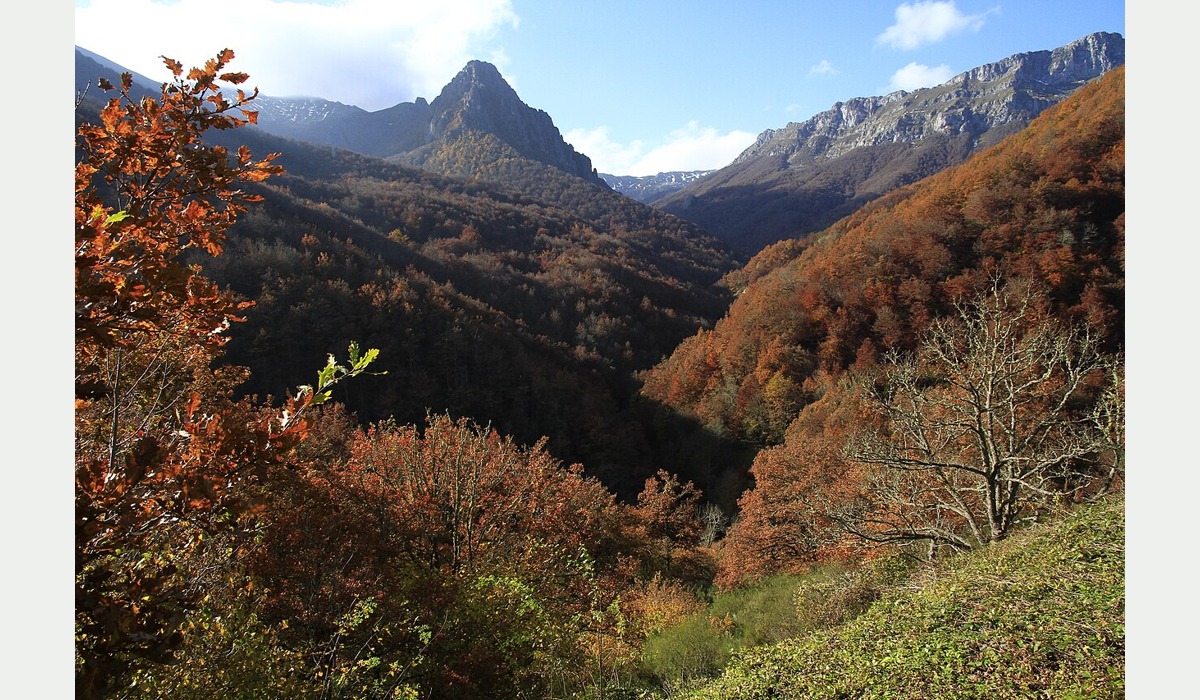Paisaxe de montaña y arboláu nel Parque Natural de Redes.