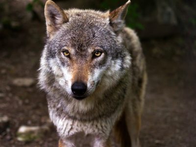 Primer planu d’un llobu nun entornu natural