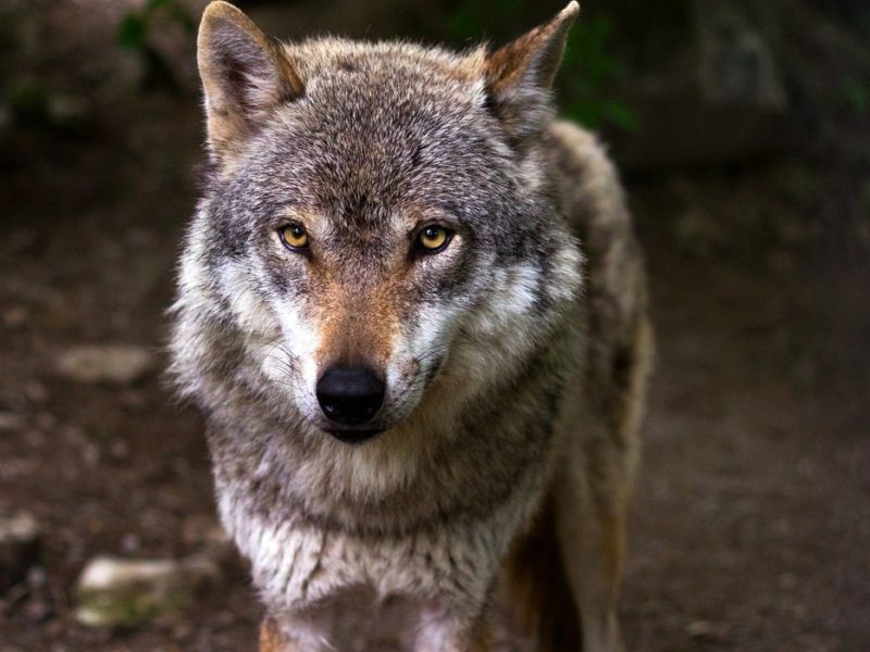 Primer planu d’un llobu nun entornu natural