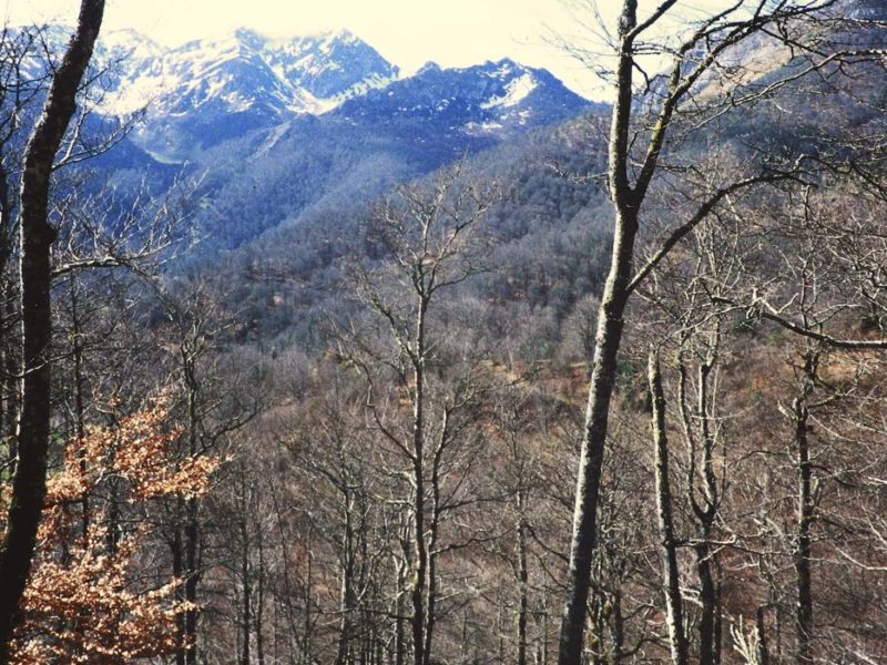 Monte asturianu con arboláu y montañes al fondu