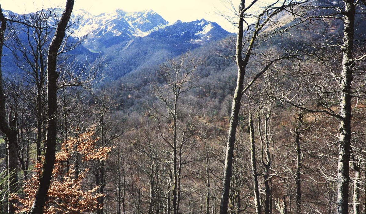 Monte asturianu con arboláu y montañes al fondu